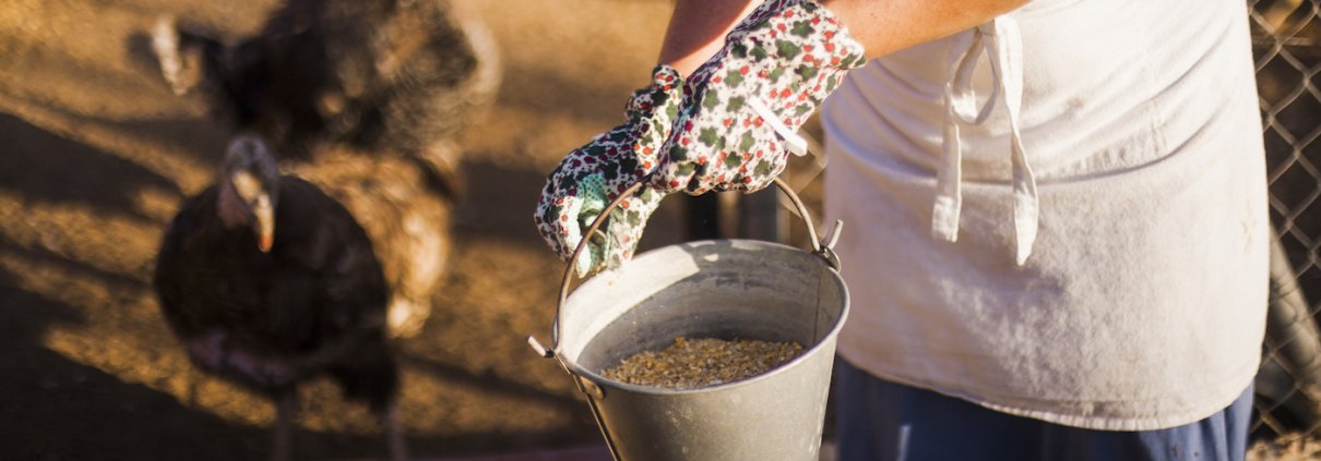 feed safety iso 22000